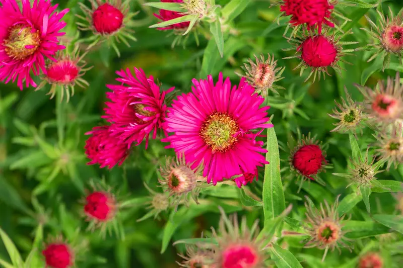 aster n.-a. 'andenken an a. pötschke' P9 - afbeelding 3