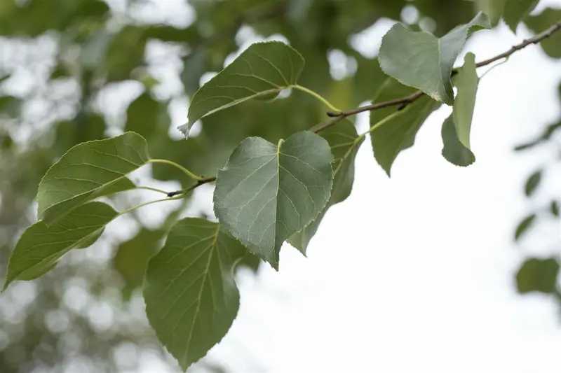 alnus cordata 10/12 - afbeelding 1