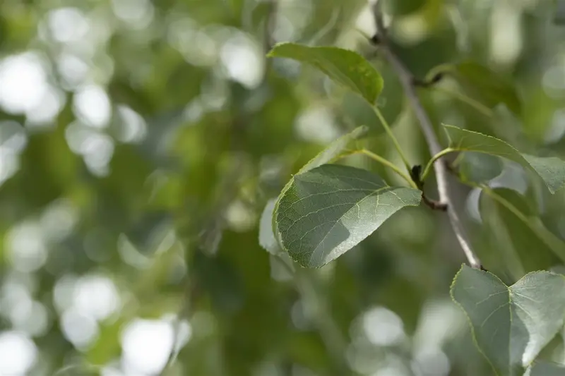 alnus cordata 10/12 - afbeelding 2