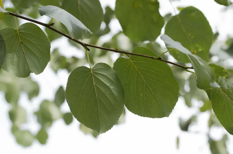 alnus cordata 10/12 - afbeelding 4