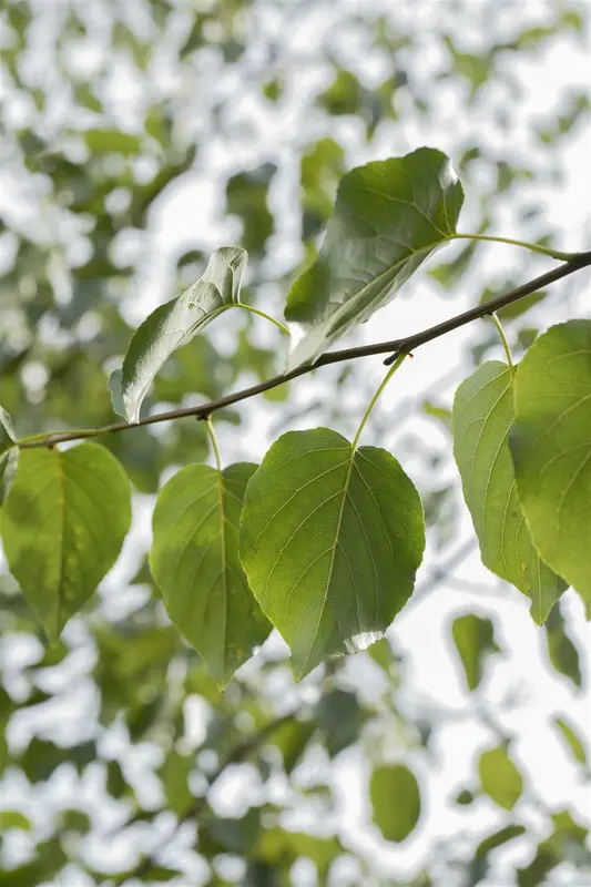 alnus cordata 16/18 - afbeelding 3