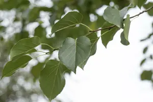 alnus cordata 18/20 - afbeelding 1