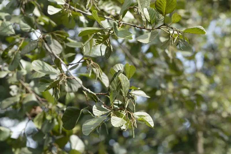 alnus glutinosa 10/12 - afbeelding 2