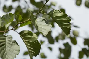 alnus glutinosa 16/18 - afbeelding 4