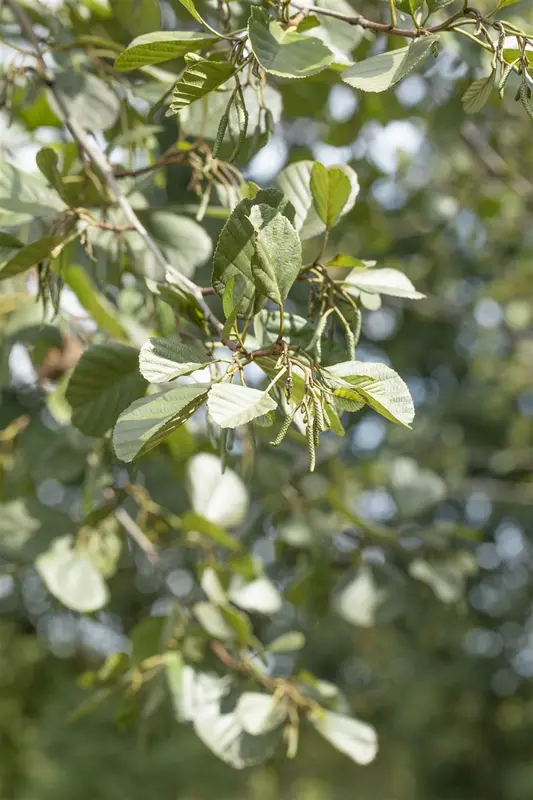 alnus glutinosa (175-200 cm) - afbeelding 1