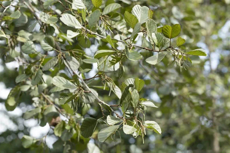 alnus glutinosa (175-200 cm) - afbeelding 3