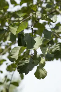 alnus glutinosa 20/25 - afbeelding 5