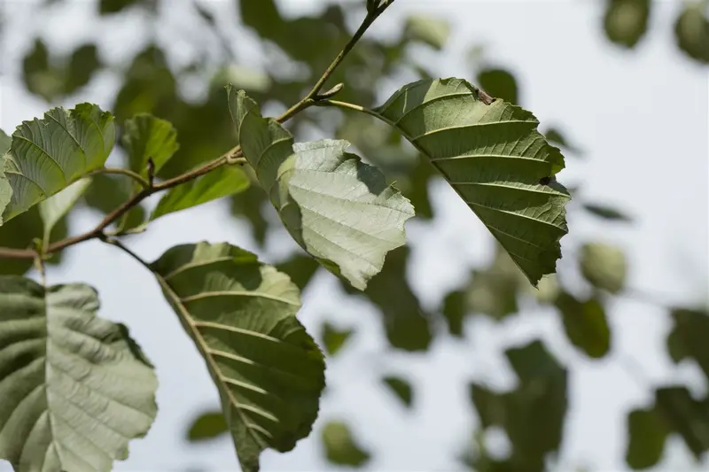 alnus glutinosa (200-250 cm) - afbeelding 4