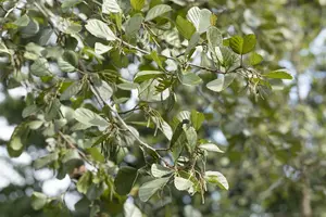 alnus glutinosa (200-250 cm) C15 - afbeelding 3