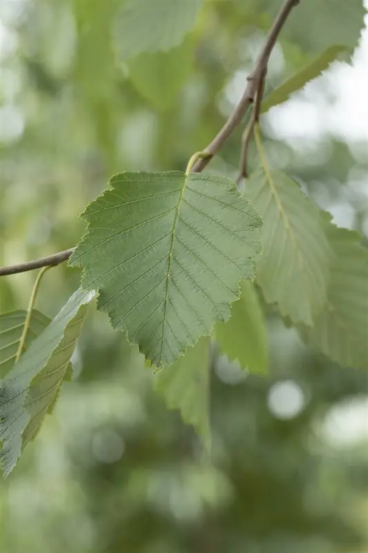 alnus incana 16/18 - afbeelding 5