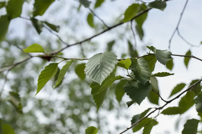 alnus incana 16/18 - afbeelding 2