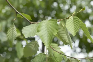 alnus incana 16/18 - afbeelding 4