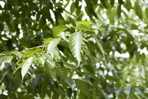 alnus spaethii 16/18 - afbeelding 4