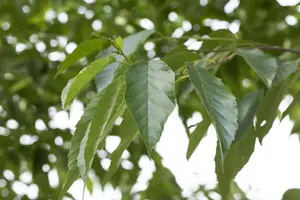 alnus spaethii 18/20 - afbeelding 1