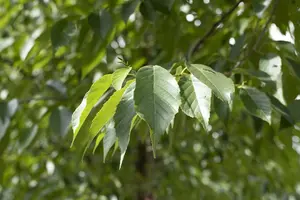 alnus spaethii 18/20 - afbeelding 2