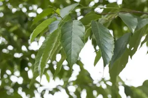 alnus spaethii 20/25 - afbeelding 3