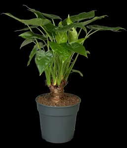 alocasia cucullata 24cm h110 p24 - afbeelding 5