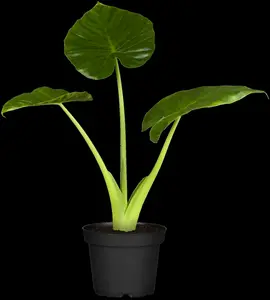 alocasia cucullata 24cm h110 p24 - afbeelding 1