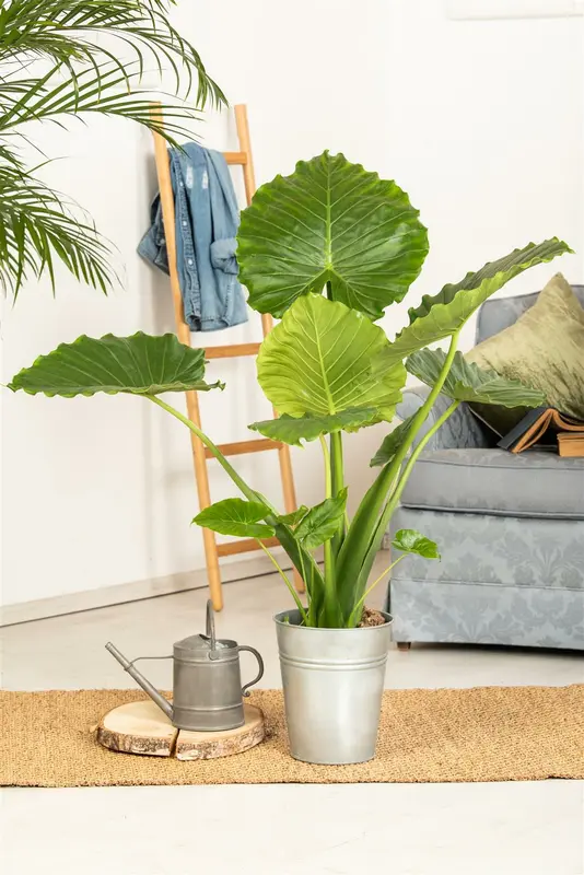 alocasia gageana p17 'california' - afbeelding 1