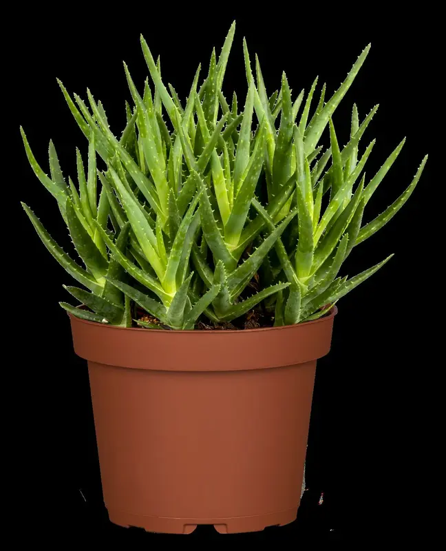 aloe arborescens - afbeelding 2