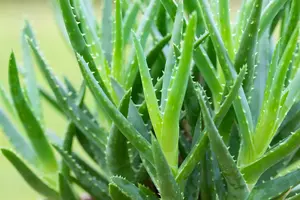 aloe arborescens - afbeelding 1