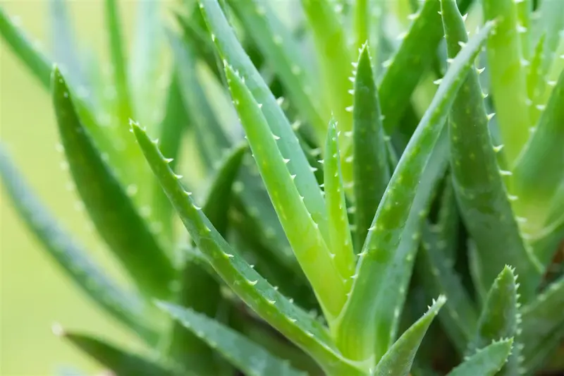 aloe arborescens - afbeelding 3