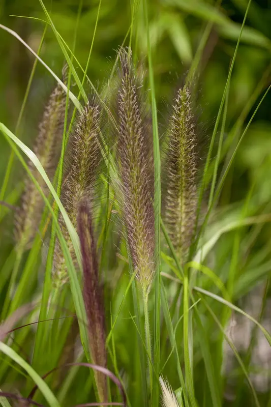 pennisetum alop. f. viridescens P9 - afbeelding 1