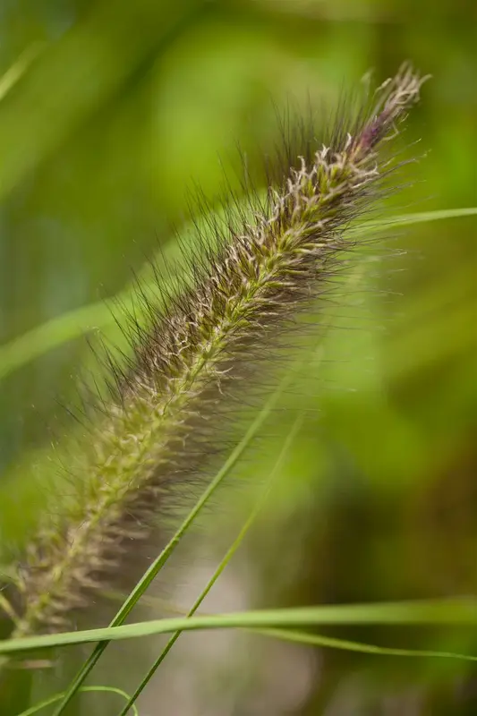 pennisetum alop. f. viridescens P9 - afbeelding 2