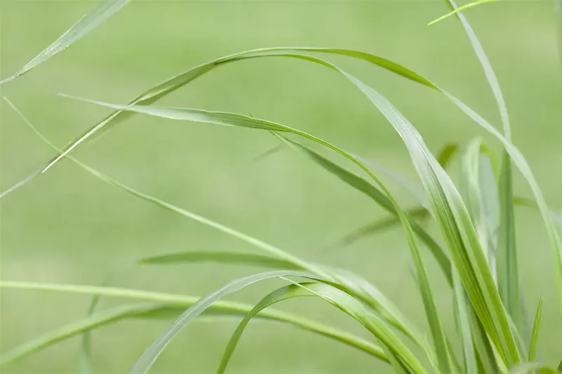 pennisetum alop. f. viridescens P9 - afbeelding 4