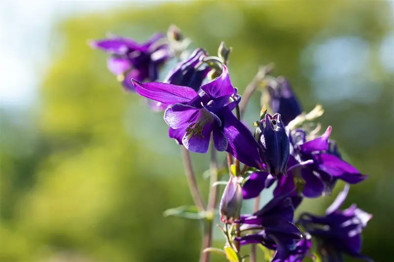 aquilegia alpina P11