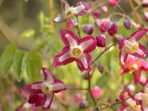 epimedium alpinum P9 - afbeelding 1