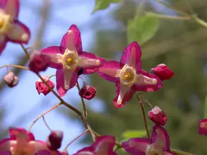 epimedium alpinum P9 - afbeelding 2