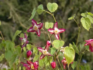 epimedium alpinum P9 - afbeelding 3