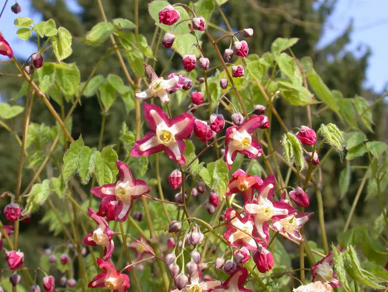 epimedium alpinum P9 - afbeelding 4