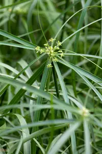 cyperus alternifolius P9 - afbeelding 3