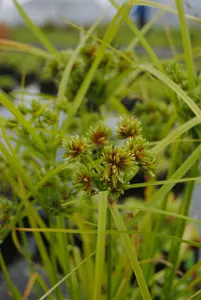 cyperus alternifolius P9 - afbeelding 5