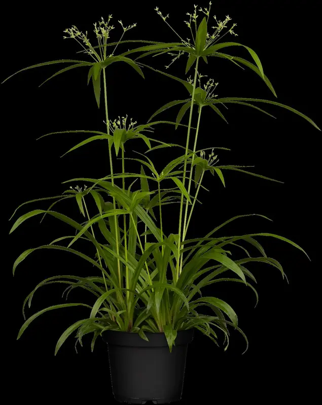 cyperus alternifolius P9 - afbeelding 2