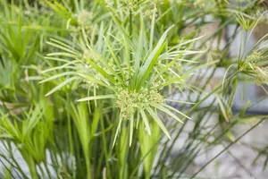 cyperus alternifolius P9 - afbeelding 4