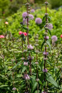 phlomis tuberosa 'amazone' P11