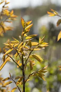 amelanchier arborea 'robin hill' 14/16 - afbeelding 4