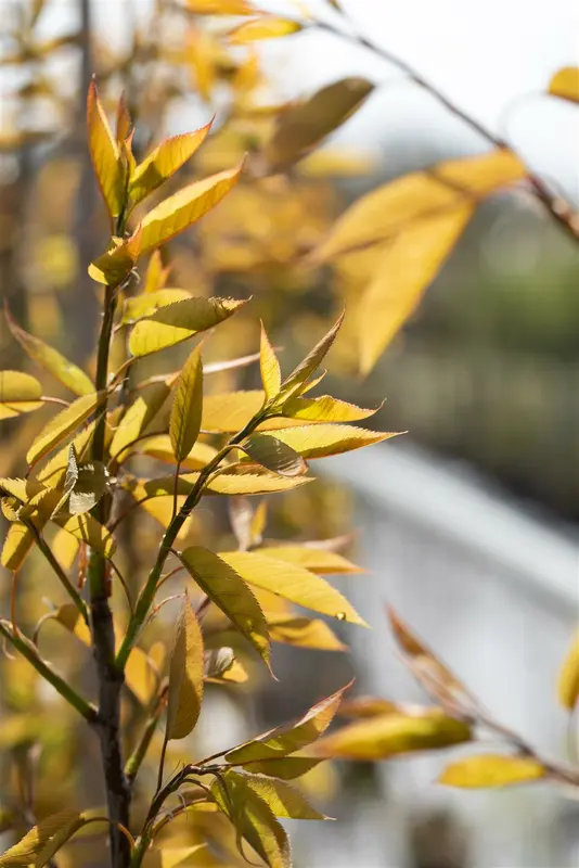 amelanchier arborea 'robin hill' 14/16 - afbeelding 2