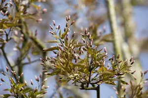 amelanchier arborea 'robin hill' 14/16 - afbeelding 1