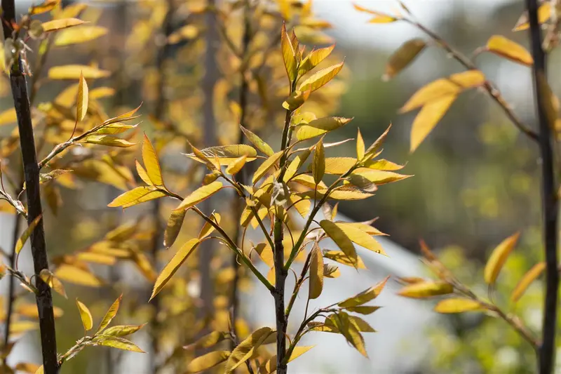 amelanchier arborea 'robin hill' 14/16 - afbeelding 3