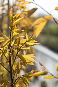 amelanchier arborea 'robin hill' 16/18 - afbeelding 2