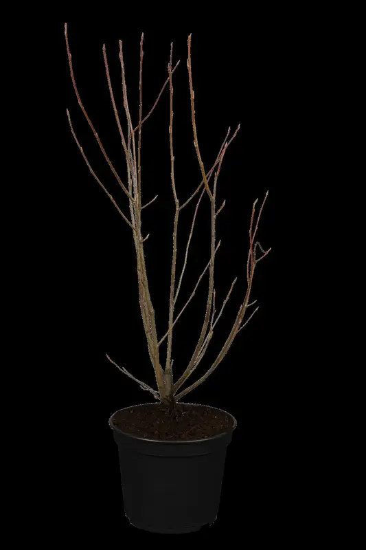 amelanchier lamarckii (175-200 cm) DKL MRST - afbeelding 1