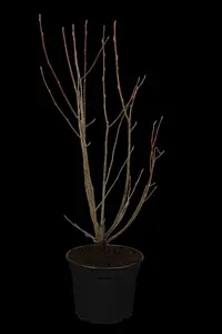 amelanchier lamarckii (175-200 cm) DKL MRST - afbeelding 1