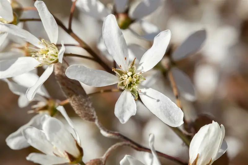 amelanchier lamarckii (175-200 cm) DKL MRST - afbeelding 5