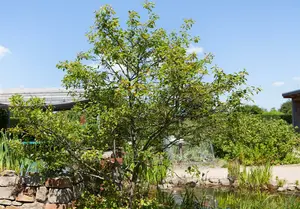 amelanchier lamarckii (175-200 cm) DKL MRST - afbeelding 2