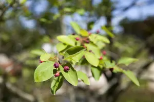 amelanchier lamarckii 6/ 8 - afbeelding 4