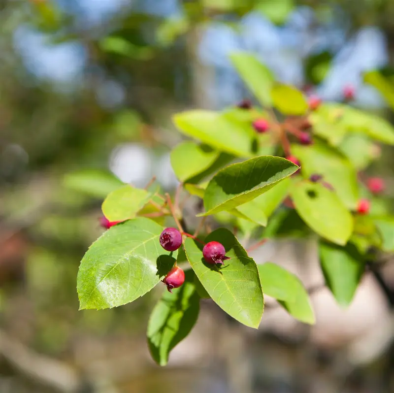 amelanchier lamarckii 6/ 8 - afbeelding 3